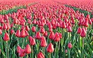 Field with red Renown tulips